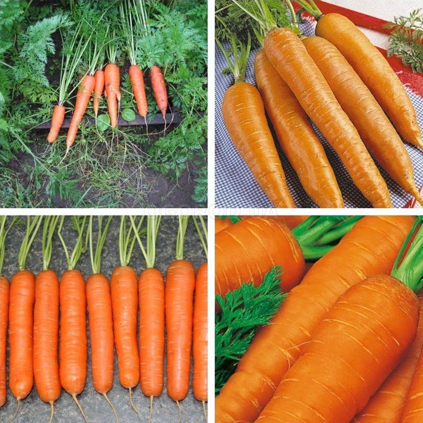 Всё о морковке - цветочки
                                             - 8 декабря
                                             - 43438011456 - медиаплатформа миртесен