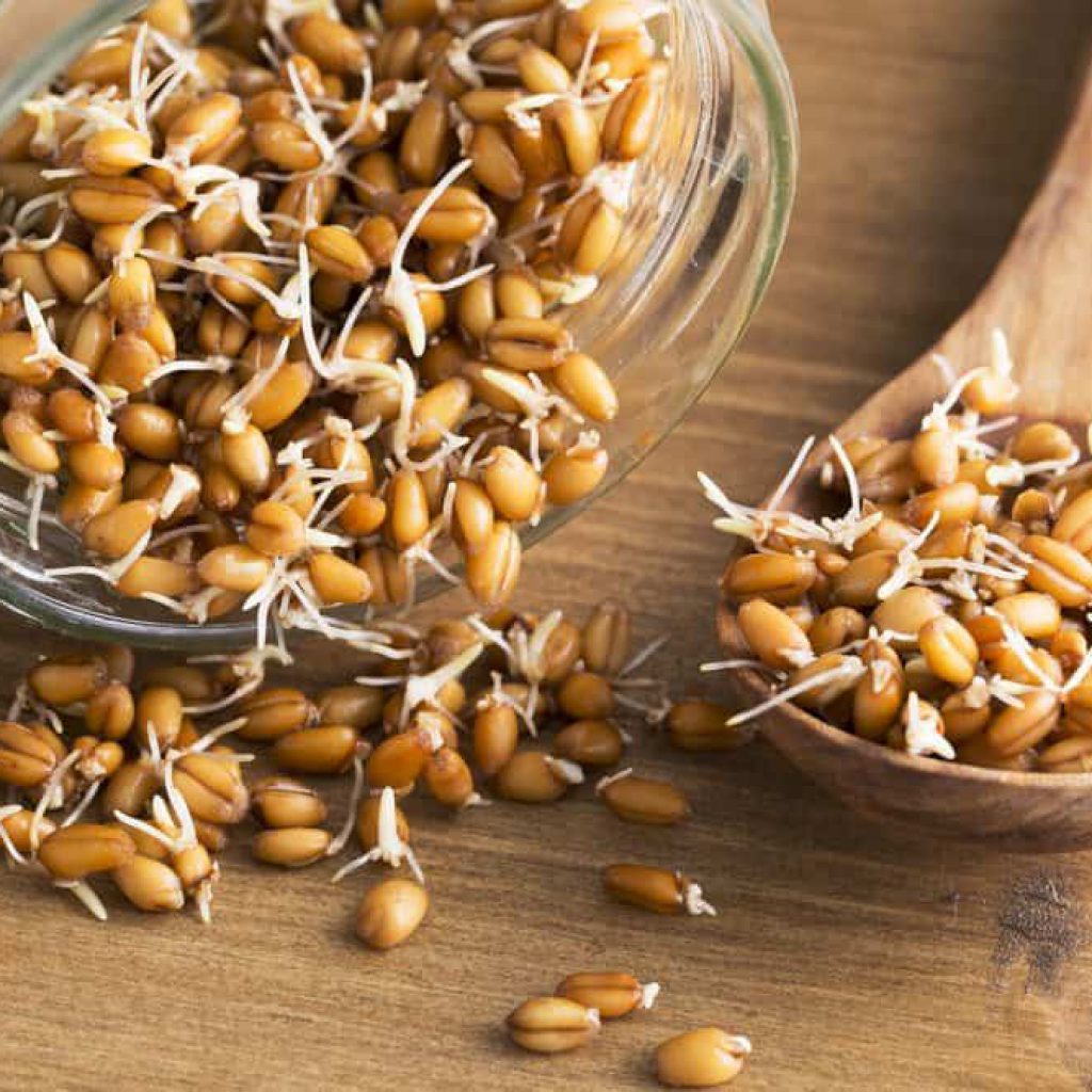 Польза и вред пророщенной пшеницы, как правильно употреблять ростки