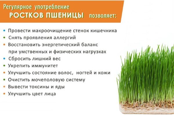 Эталон здорового питания - каша пшеничная. польза и вред злаков :: syl.ru