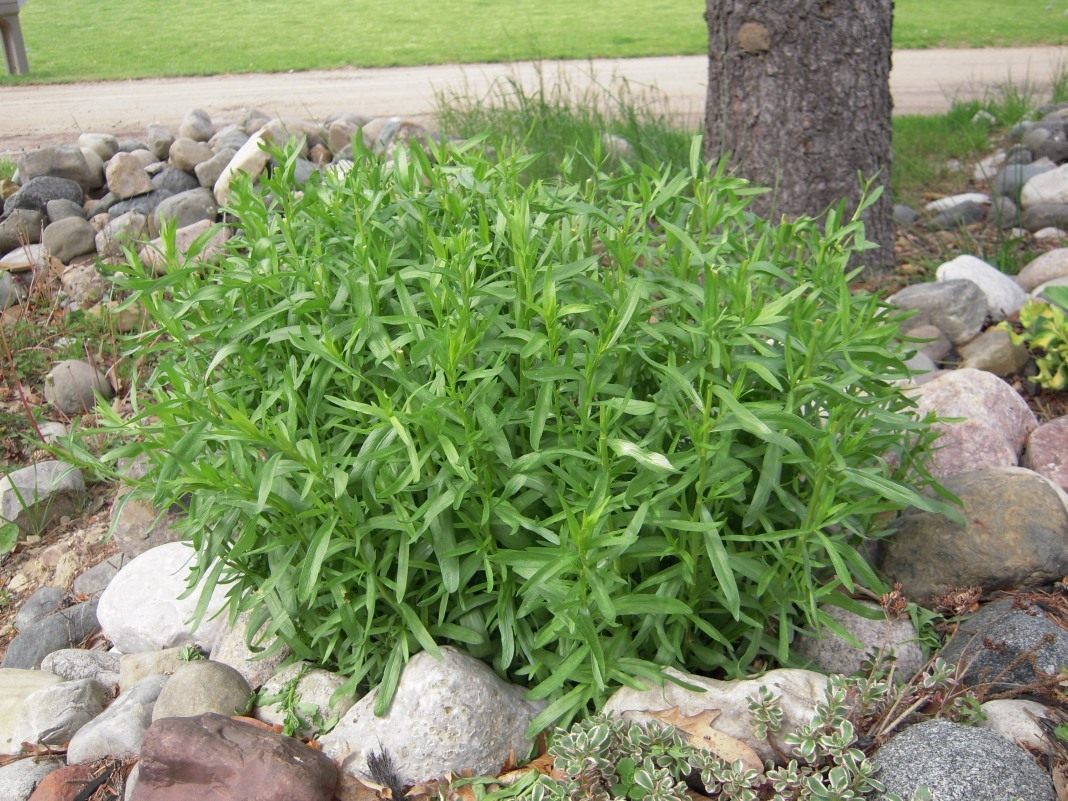 Растение эстрагон (тархун). полезные свойства, область применения травы, химический состав и калорийность