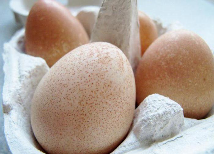 Домашние цесарки: особенности птиц и польза их яиц