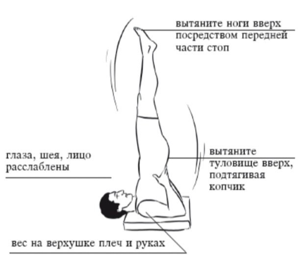 Упражнение березка: техника выполнения. польза и противопоказания