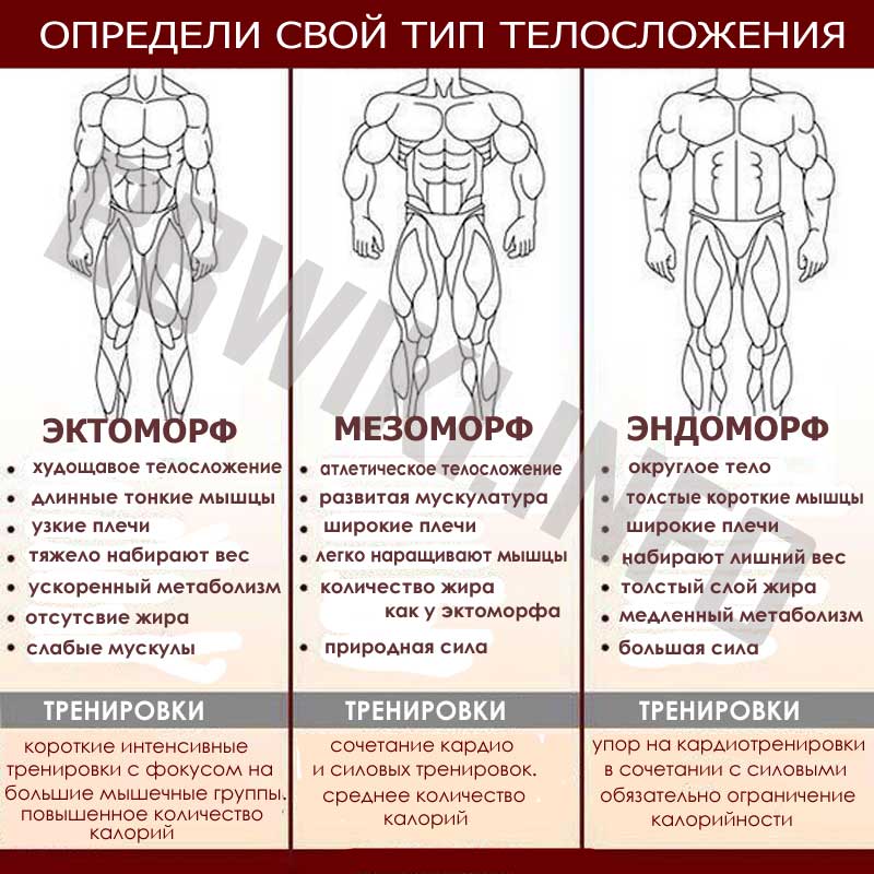Три типа телосложения: эктоморф, мезоморф, эндоморф и конституция человеческого тела Существует три типа различного телосложения тела человека: Эктоморф,