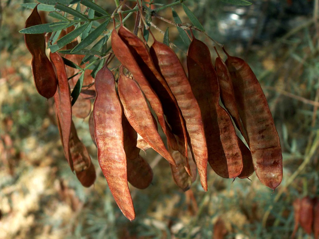Камедь рожкового дерева (е410) — пищевая добавка, опасна или нет
