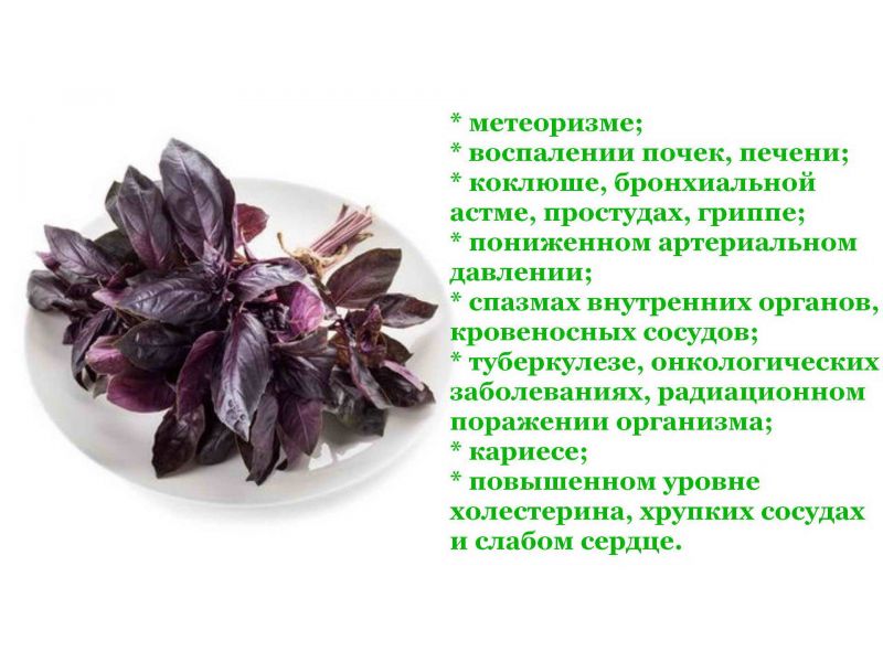 Базилик — 5 полезных свойств, противопоказания и вред, а также применение растения
