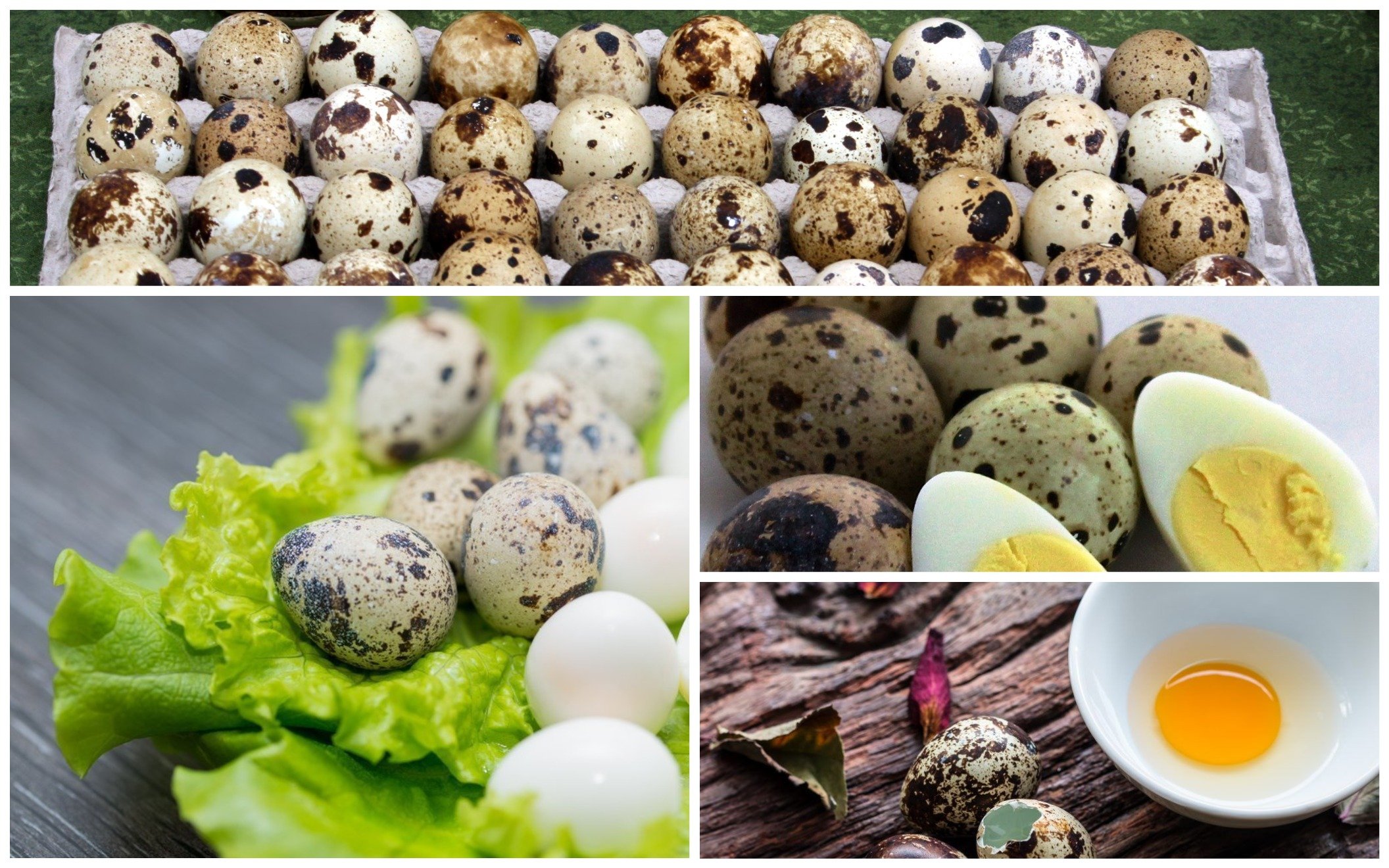 Перепелиные яйца калорийность на 100 грамм, в 1 шт., вред, польза – хорошие привычки