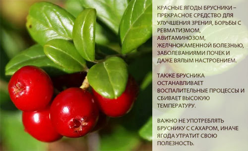Брусника - описание растения и ягод, полезные и вредные свойства, состав, калорийность, рецепты, фото