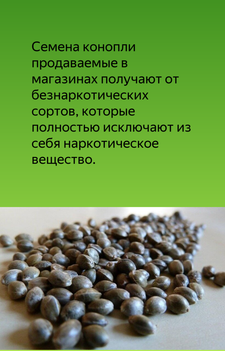 Покупка семян конопли запрещена ли септориоз марихуане