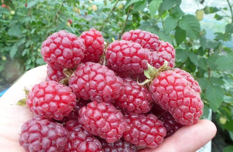 Кислая ягода: кислые ягоды список, самая кислая ягода