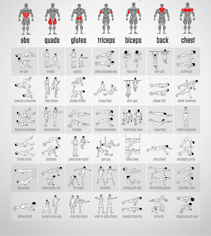 Силовые упражнения | анатомия силовых упражнений