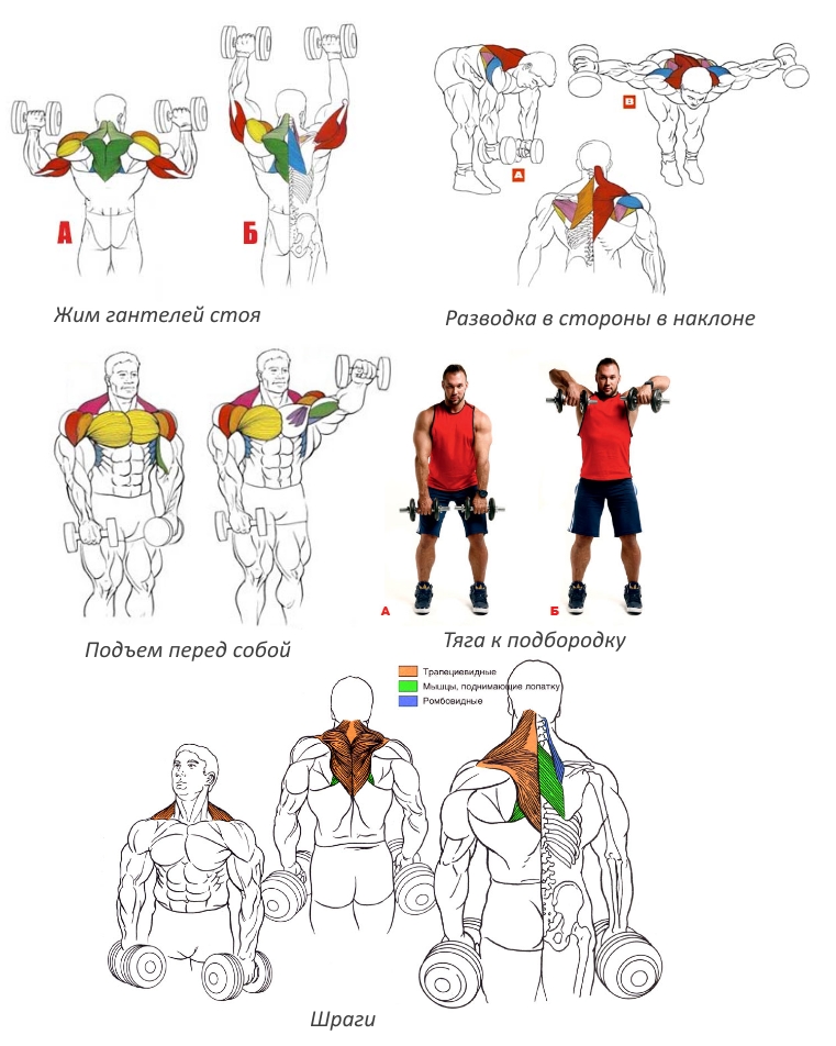 Тренировка дельтовидных мышц