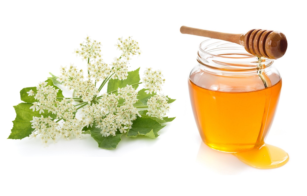 Дягилевый мёд: лечебные свойства, польза и вред, показания и противопоказания к употреблению, химический и витаминный состав, фото