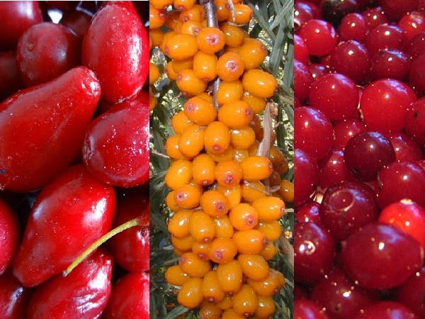 Кизил ягода: полезные свойства, противопоказания, польза и вред