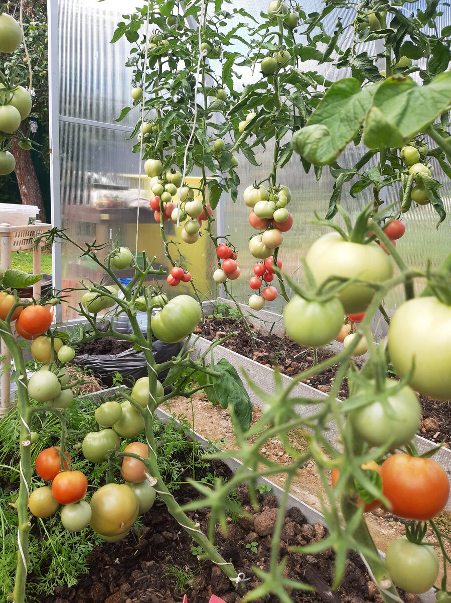 Почему у рассады помидоров фиолетовые листья снизу и стебель – что делать, чем подкормить