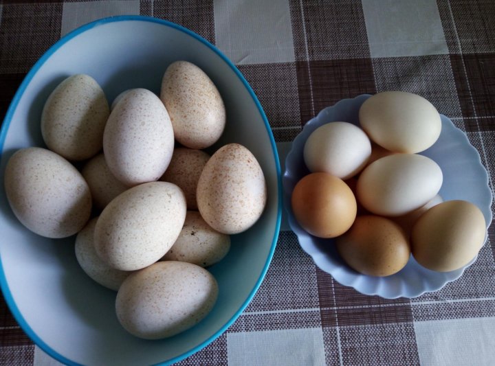 Яйца индейки: польза и вред