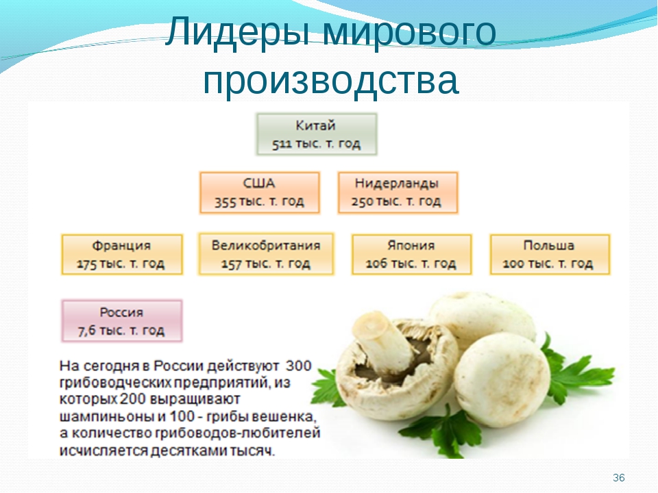 Калорийность грибов на 100 грамм, их польза и вред для организма человека