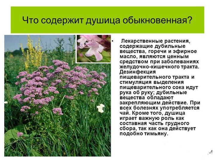 Душица: лечебные свойства “женской” травы и ее польза и вред для здоровья