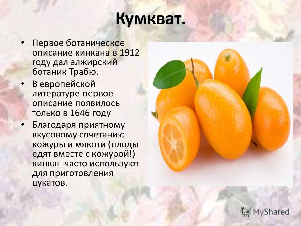 Польза и вред кумквата: особенности фрукта, что это такое и состав (видео + 95 фото)