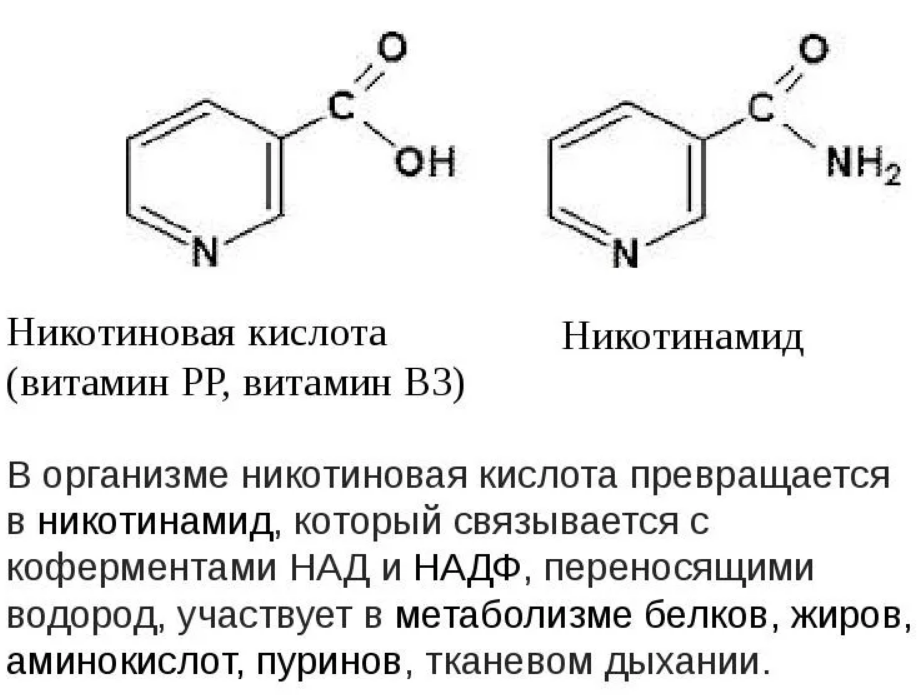 Витамин b13 (оротовая кислота, урацилкарбоновая кислота) - влияние на организм, польза и вред, описание