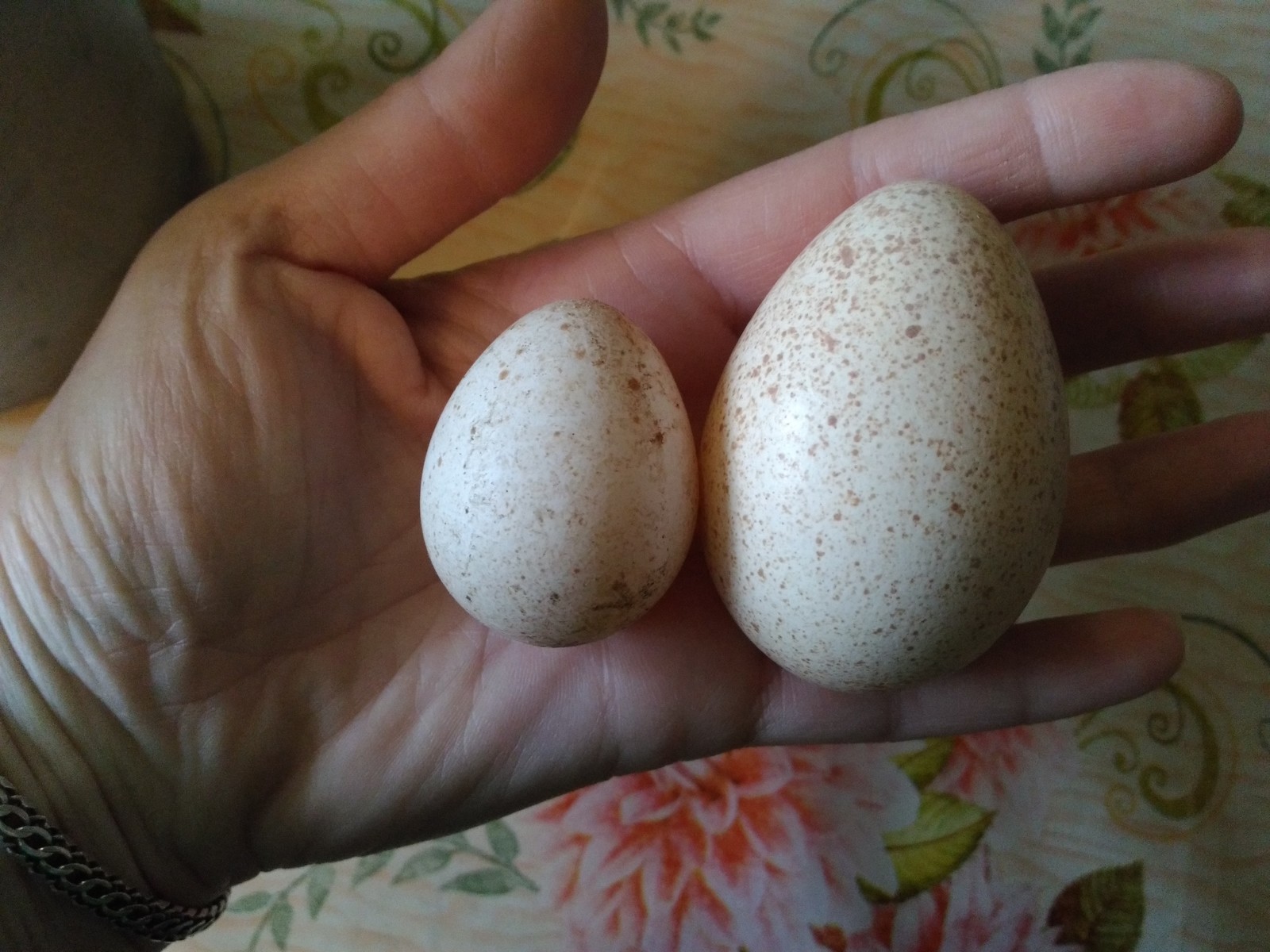 Индюшиные яйца: польза и вред, можно ли их есть?