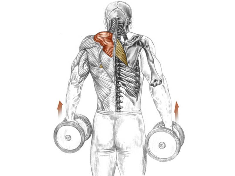 Трапециевидная мышца: где находится, функции, анатомия, фото