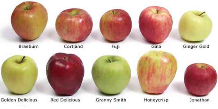 Сушеные яблоки — польза и вред для здоровья