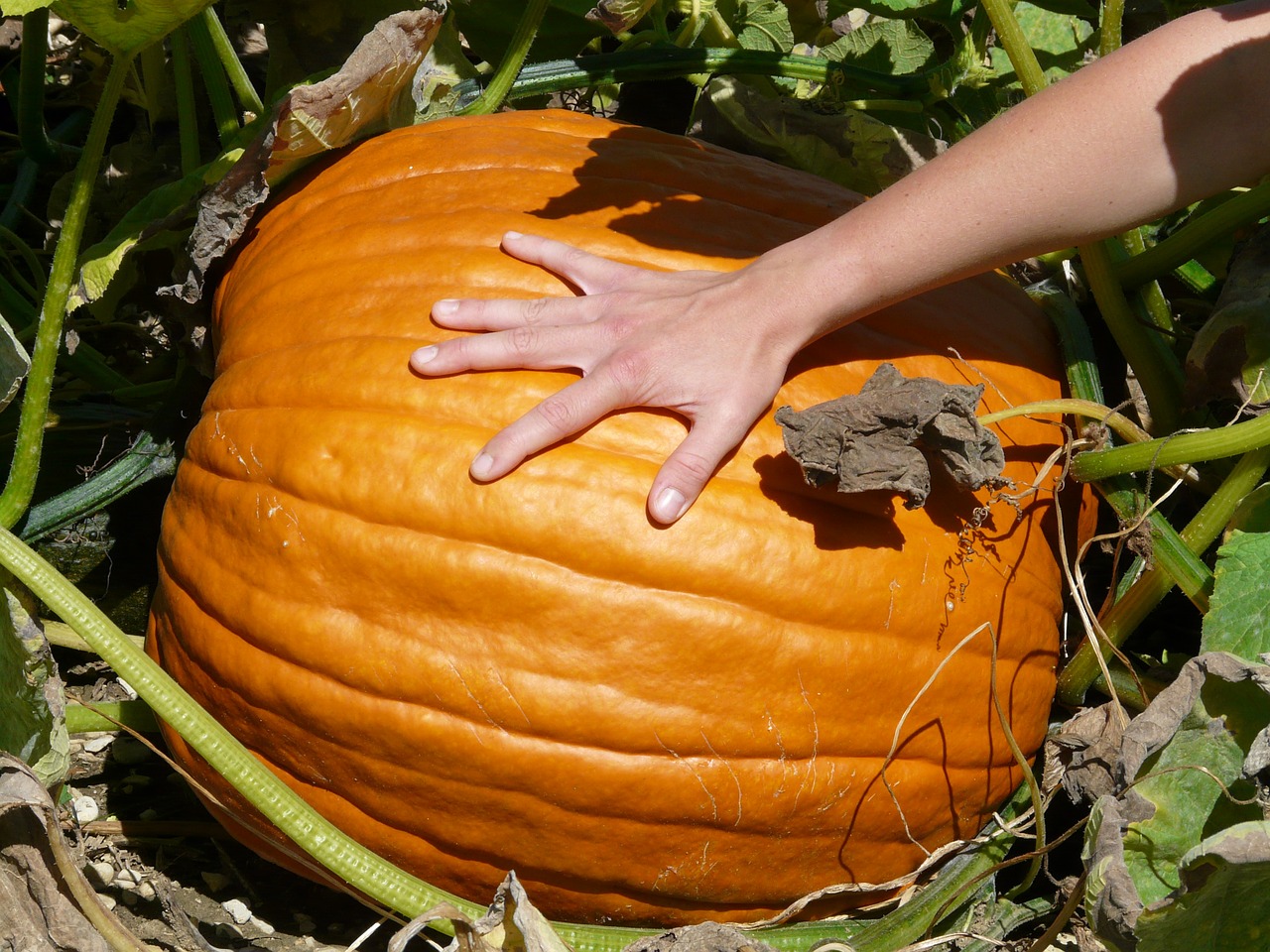 Alina pumpkin