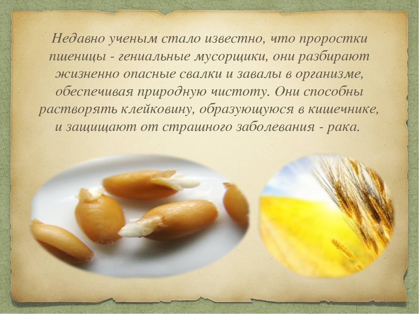 Пророщенная пшеница — польза и вред, советы врачей, как употреблять