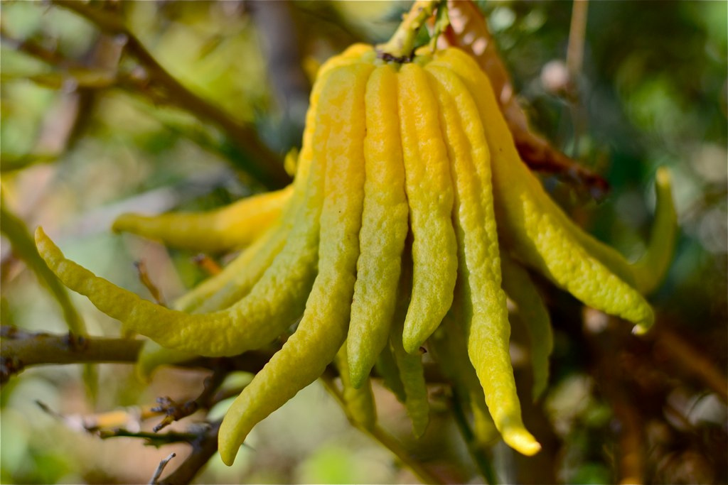 Рука будды - фото и описание цитруса: как самого растения, так и фрукта
