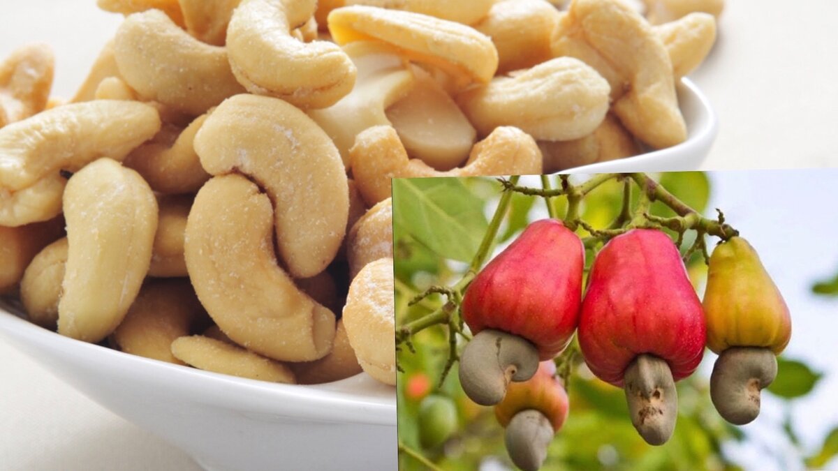 Кешью орех — описание, полезные и вредные свойства, состав, калорийность, фото