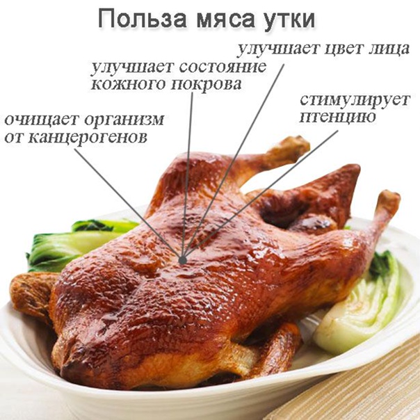 Мясо утки: польза и вред для организма, калорийность, состав