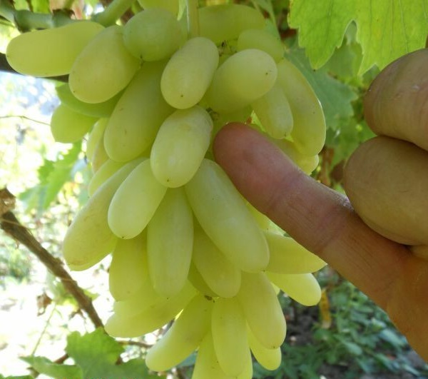 Виноград - польза, какой полезнее черный, белый или синий