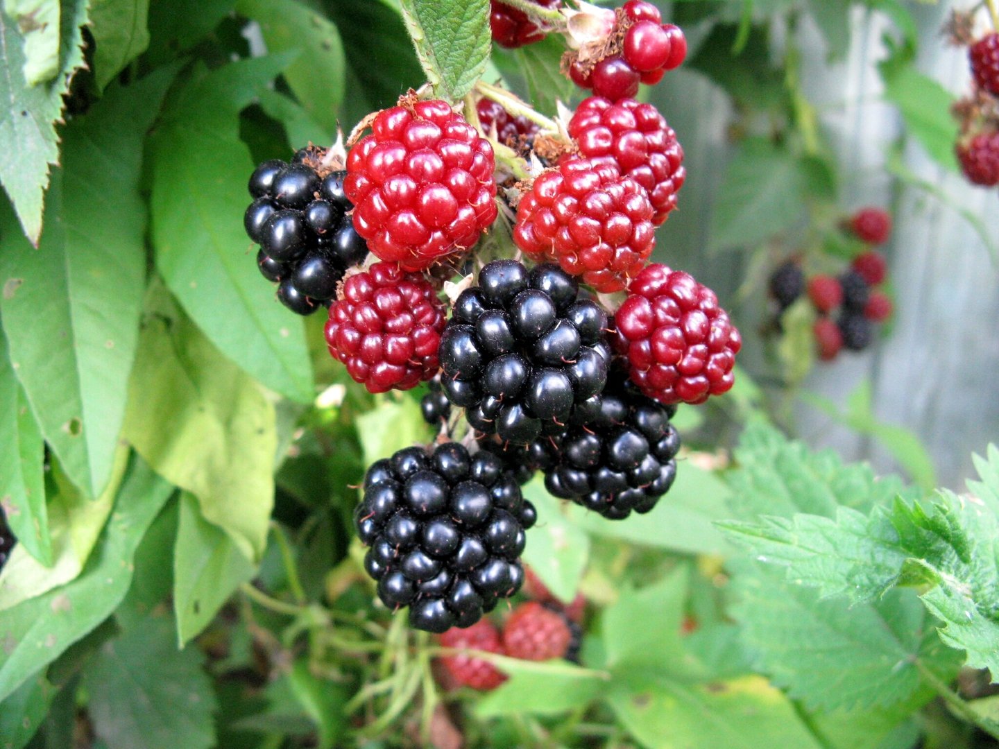 Логанова ягода: польза и вред, как едят логанберри, рецепты