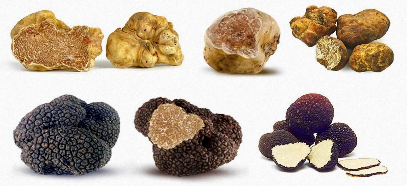 Гриб трюфель: виды, описание, характеристика, фото. как выглядят грибы трюфели, где растут, как их ищут? гриб трюфель: польза и вред
