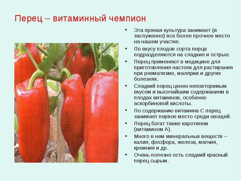 Красный перец (сладкий, острый, молотый) — калорийность на 100 грамм