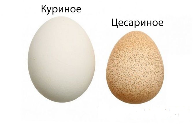 Яйца цесарки: полезные свойства, в чем вред, как употреблять, калорийность