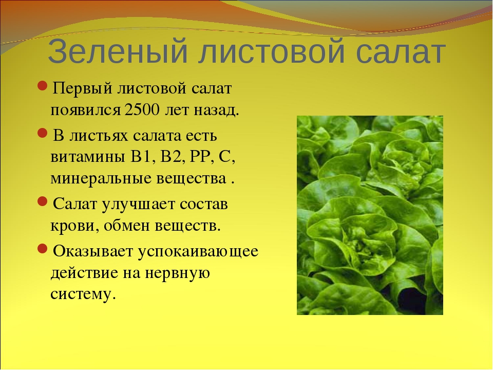 Листья салата: польза и вред для здоровья, калорийность, заготовка