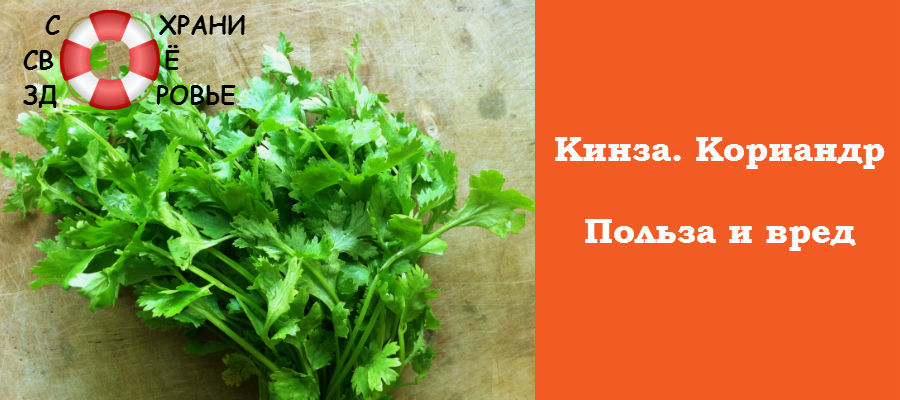 Кинза: польза и вред ароматной зелени