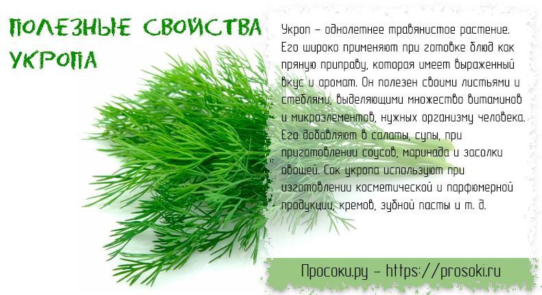 Укроп: калорийность свежей, сушеной зелени на 100 грамм