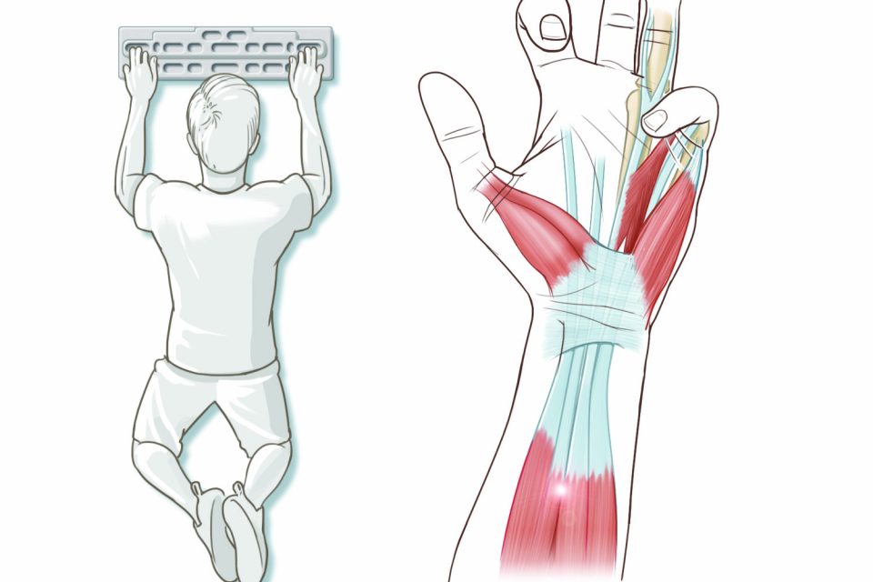 Упражнения на проработку мускулатуры рук направлены на укрепление предплечий, кистей рук и запястья, являются обязательным элементом программы тренировок бодибилдера
