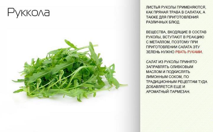 Салат - полезные и опасные свойства салата