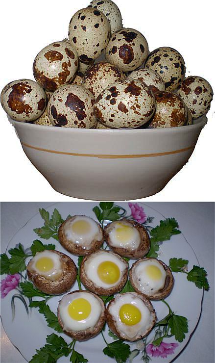 Калорийность яйца перепелиные, сырые. химический состав и пищевая ценность.