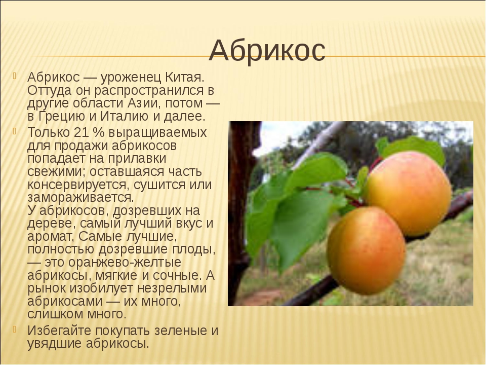 Абрикос персиковый описание. Абрикос характеристика плода. Абрикос презентация. Сообщение о абрикосе.