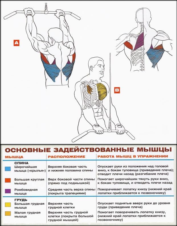 Упражнения на спину девушкам для тренировки в тренажерном зале | rulebody.ru — правила тела