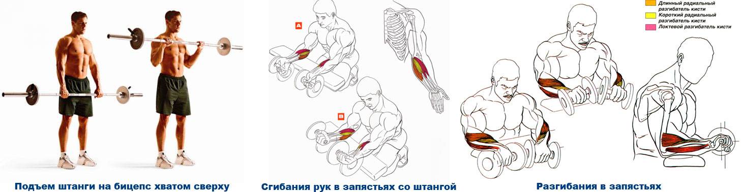 Как накачать мышцы предплечья в домашних условиях и в зале