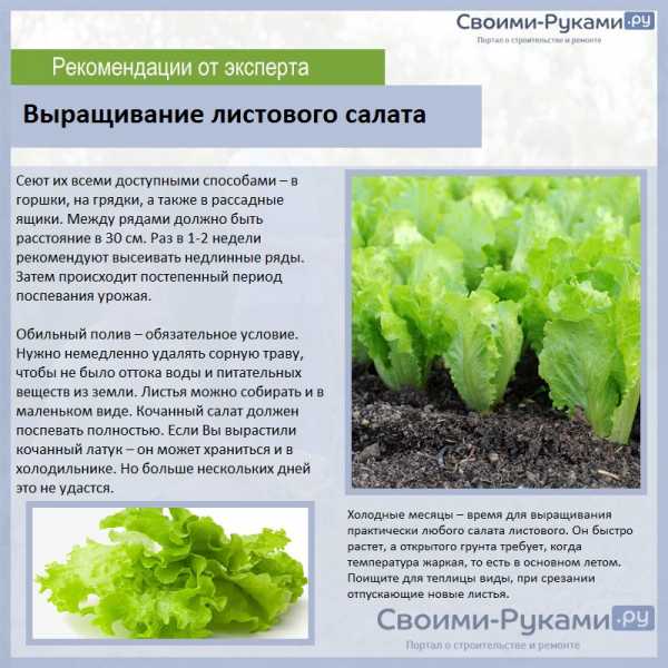 Салат латук: калорийность, состав, польза, вред