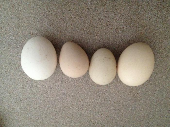 Яйца цесарки: полезный свойства и вред | польза и вред