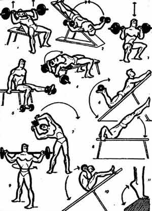 Основы методики и организация самостоятельных занятий физическими упражнениями