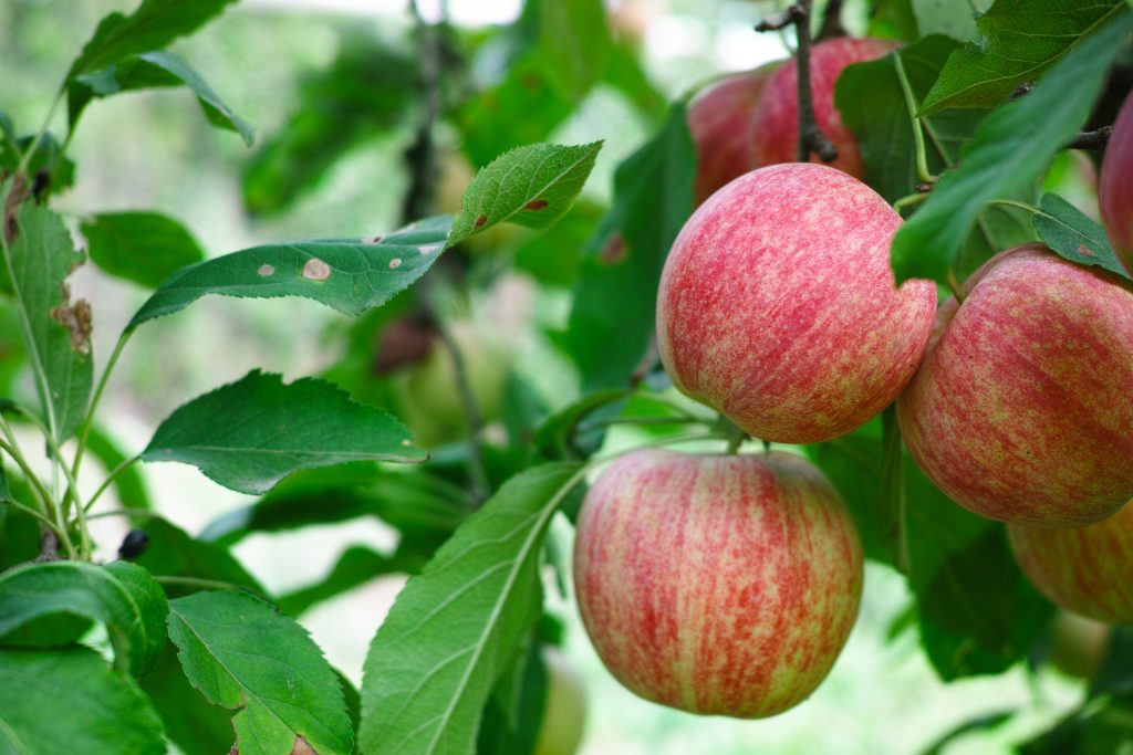 Яблоко: калорийность на 100 грамм. калорийность яблок, их польза и пищевая ценность