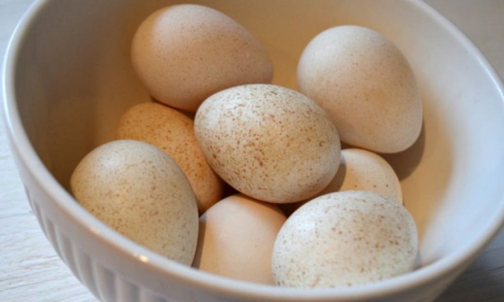Индюшиные яйца: польза и вред, можно ли есть, как употреблять